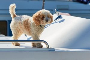 Copia de BFC Dog7 Perro de raza pequeña sobre la proa tras reservar un barco fluvial con Danfluvial.