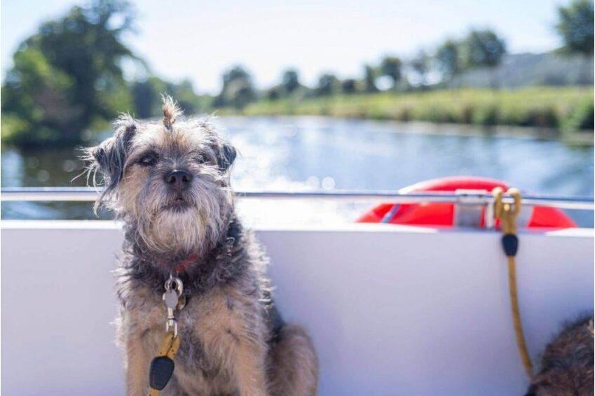 pets on river cruise Perro viajando a bordo de la embarcación durante un crucero fluvial con Danfluvial.