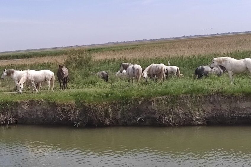 Tourisme fluvial en Camargue | Danfluvial Unos caballos disfrutando del paisaje mientras comen