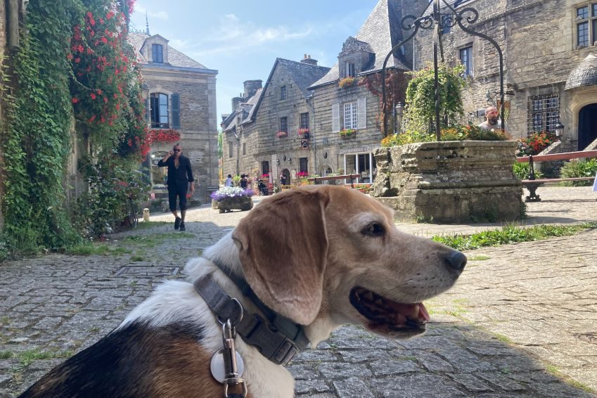 viajar con perro Francia | Danfluvial