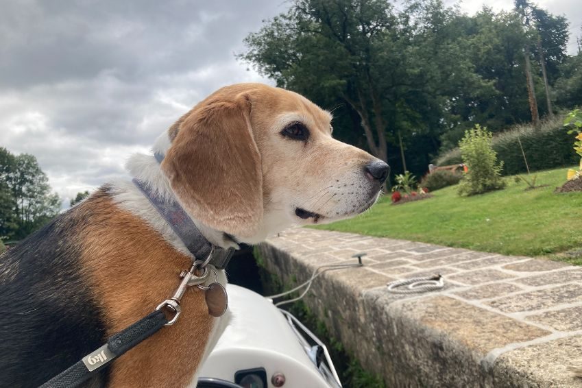 viajar con perro en barco fluvial | Danfluvial
