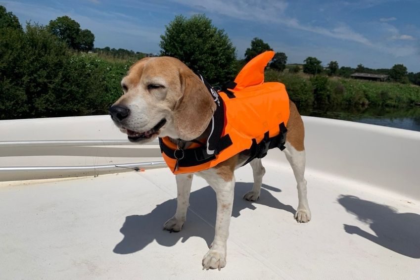 viajar con perro en verano | Danfluvial