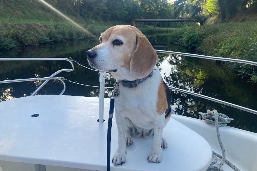 viajar con perro por Francia | Danfluvial